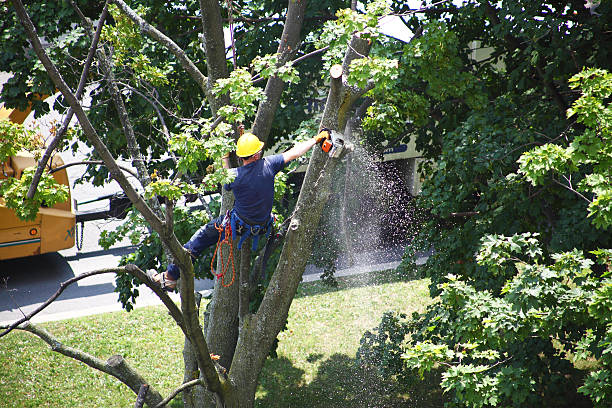 Best Weed Control  in Passapatanzy, VA