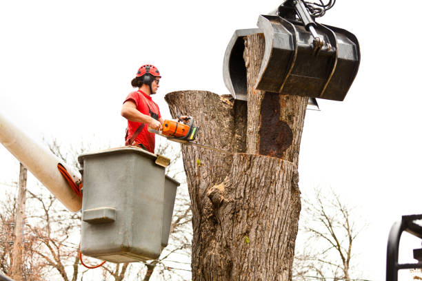Best Tree Health Inspection  in Passapatanzy, VA