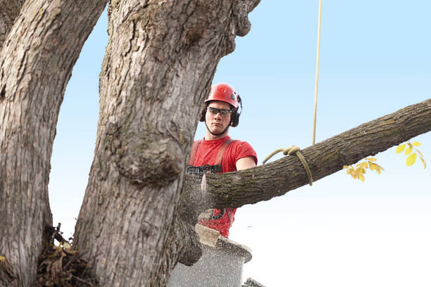 Trusted Passapatanzy, VA Tree Care Experts